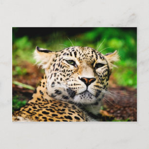 Leopard Vykort