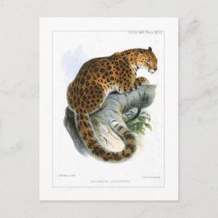 Leopard Vykort