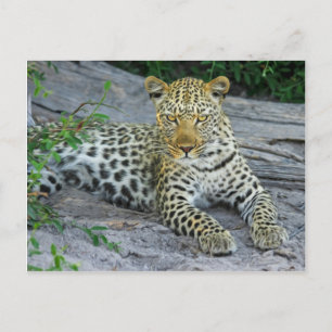 Leopard Vykort