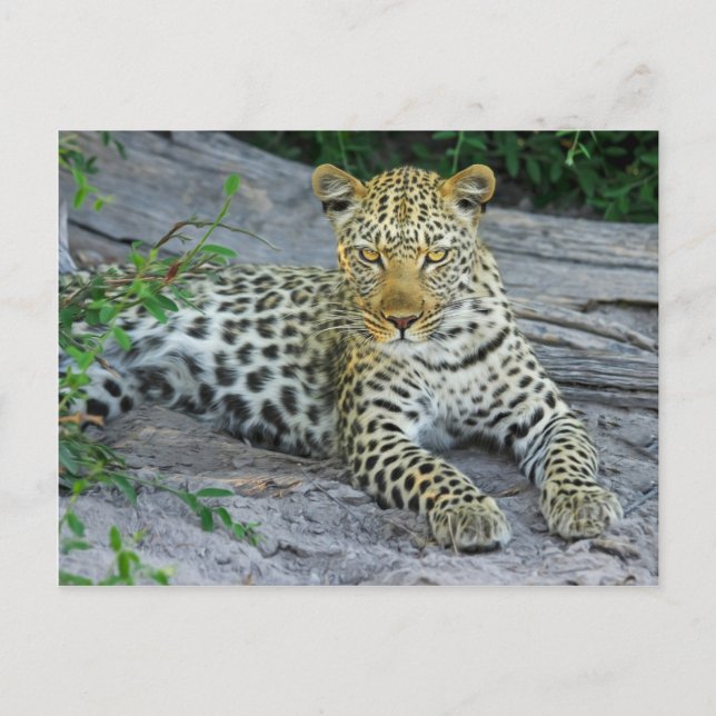 Leopard Vykort (Framsida)