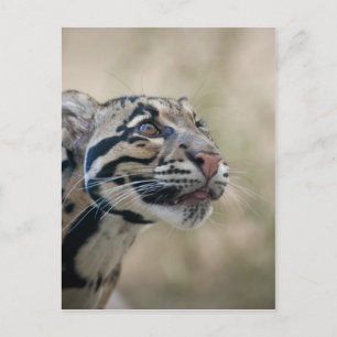 Leopard Vykort