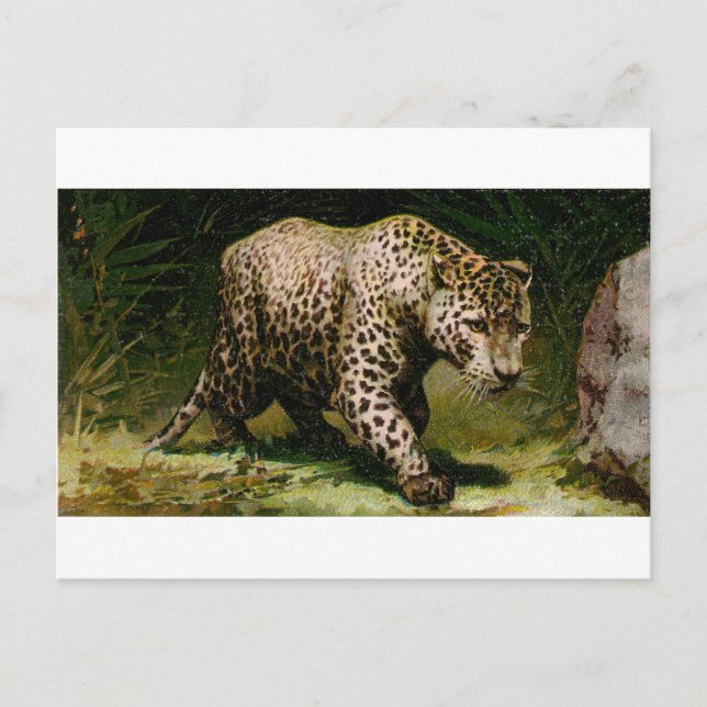 Leopard Vykort (Framsida)
