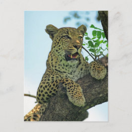 Leopard Vykort