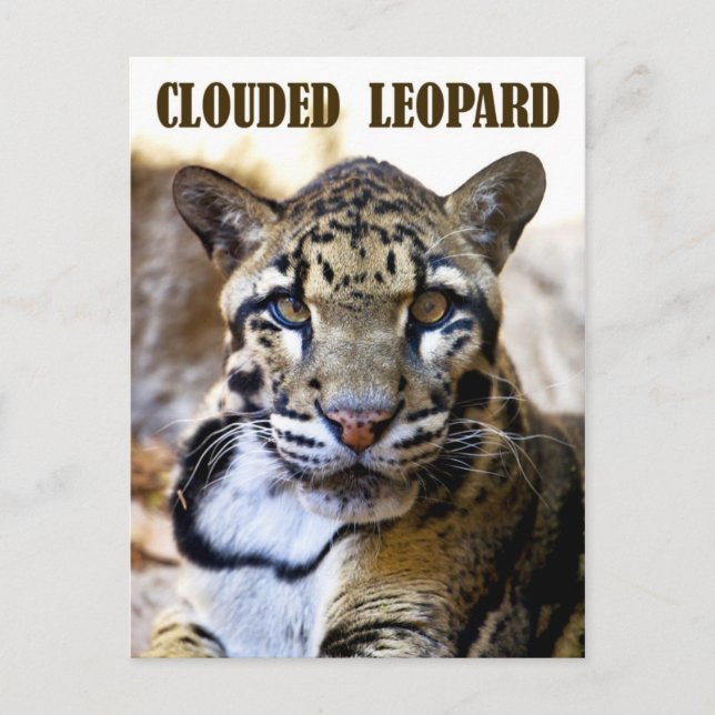 Leopard Vykort (Framsida)