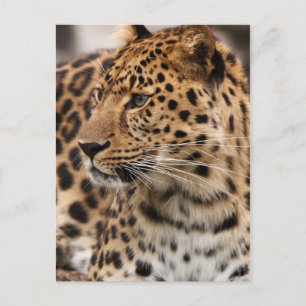 Leopard vykort