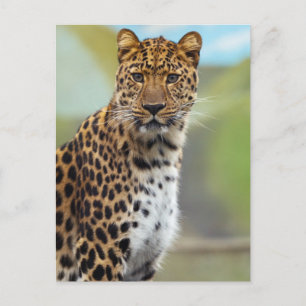 Leopard Vykort