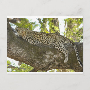 Leopard Vykort