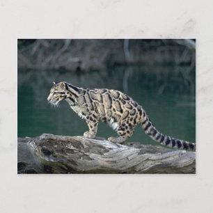 Leopard Vykort
