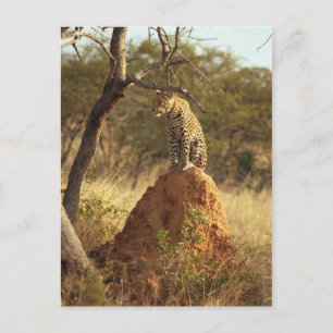 Leopard Vykort