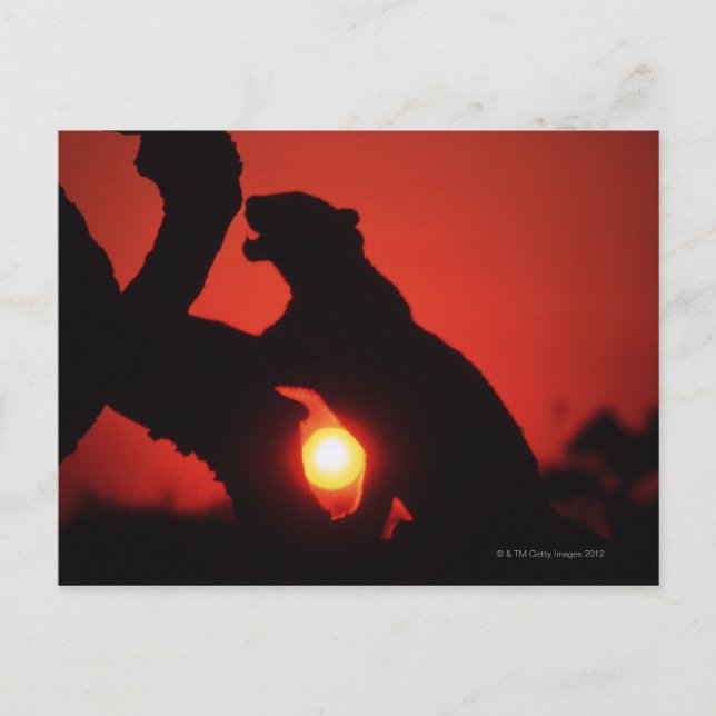 leopard vykort (Framsida)