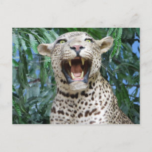 Leopard Vykort