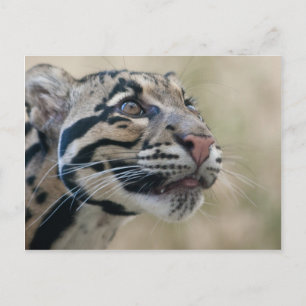 Leopard Vykort