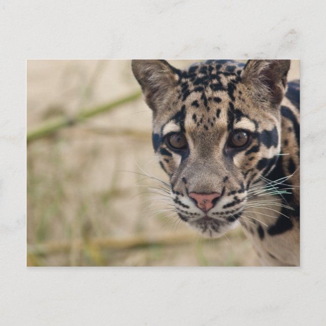 Leopard Vykort (Framsida)