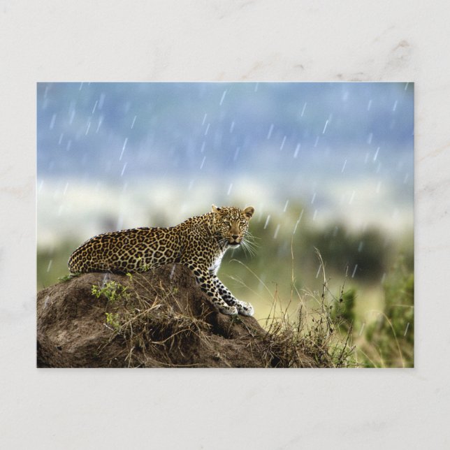 Leopard Vykort (Framsida)