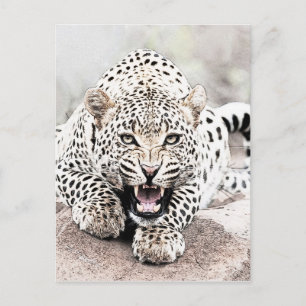 Leopard Vykort