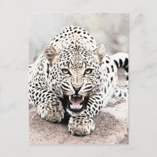 Leopard Vykort