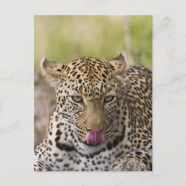Leopard Vykort (Framsida)