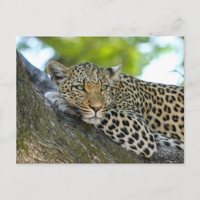 Leopard Vykort (Framsida)