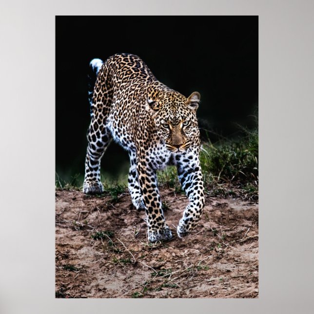 LEOPARD WALKING IN VILD POSTER (Framsidan)