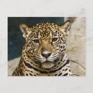 Leopard Wildcat Ansikte Vykort