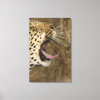Leopard yawning, Underbarare Kruger National Park Canvastryck