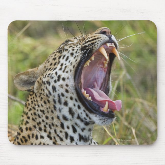 Leopard yawning, Underbarare Kruger National Park, Musmatta (Framsidan)