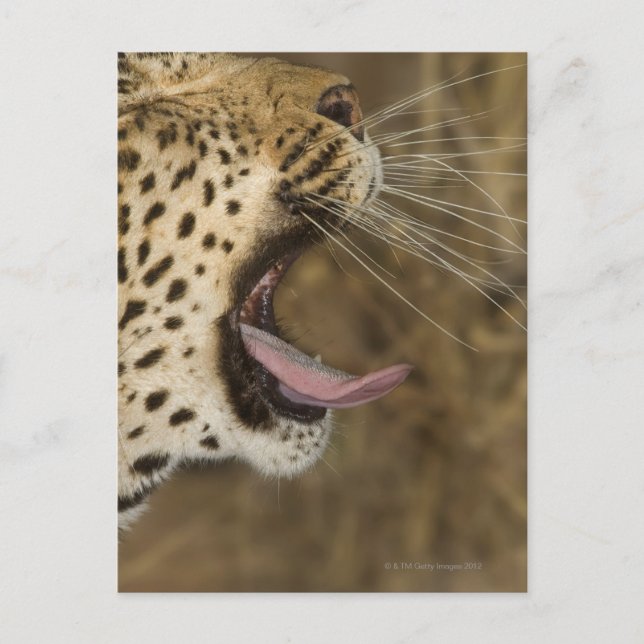 Leopard yawning, Underbarare Kruger National Park Vykort (Framsida)