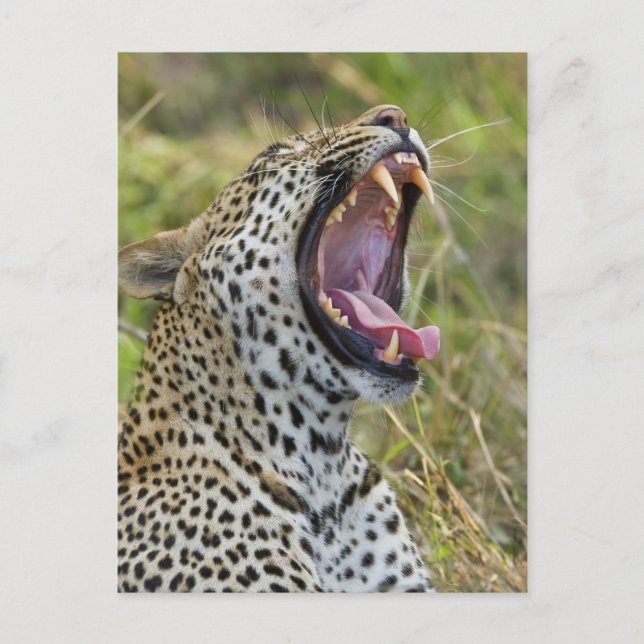 Leopard yawning, Underbarare Kruger National Park, Vykort (Framsida)