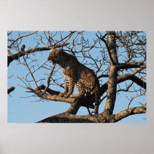 Leopard Yawns medan Sitta på Träd Limb Poster