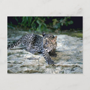 Leopard-young unge vykort