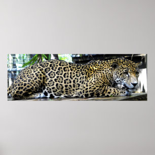 Leopardaffisch 36x12 eller mindre storlek endast poster