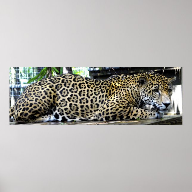 Leopardaffisch 36x12 eller mindre storlek endast poster (Framsidan)