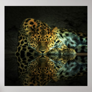 Leopardaffisch Poster