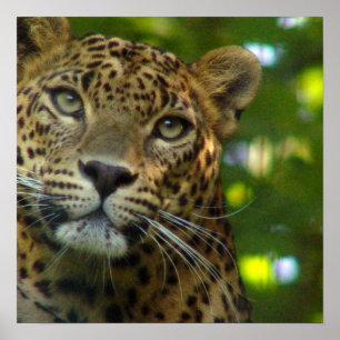 Leopardaffischtryck Poster