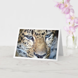 Leopardans ansikte kort