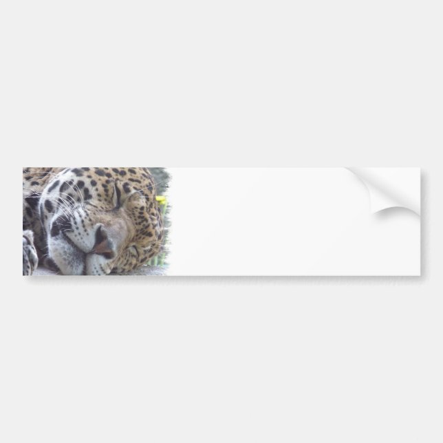 Leopardbildbildekal Bildekal (Framsidan)