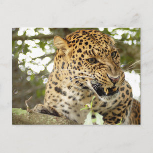 LeopardCheetaro010 Vykort