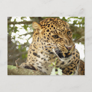 LeopardCheetaro010 Vykort