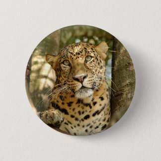 LeopardCheetaro013 Knapp