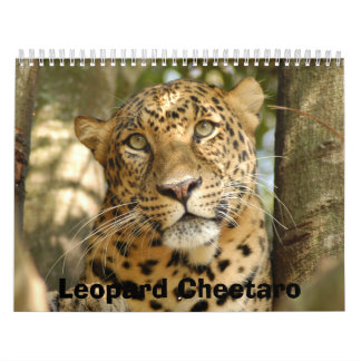 LeopardCheetaro013 Leopard Cheetaro Kalender