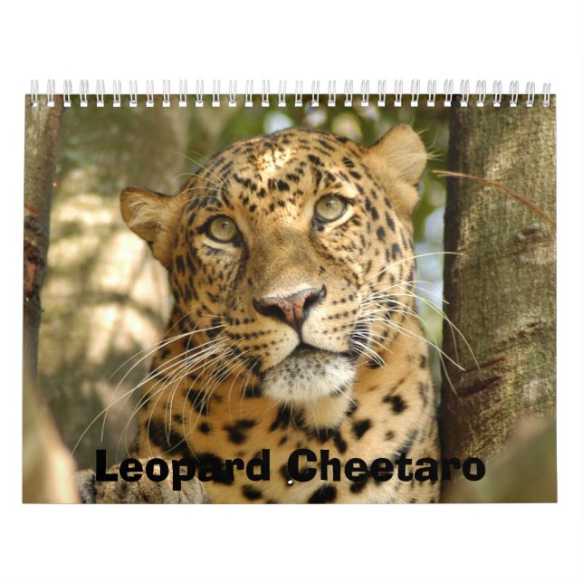 LeopardCheetaro013 Leopard Cheetaro Kalender (Omslag)