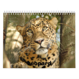 LeopardCheetaro013 Leopard Kalender
