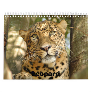 LeopardCheetaro013 Leopard Kalender