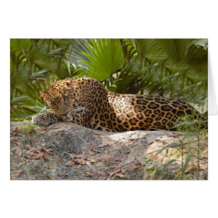 LeopardCheetaro017 Hälsningskort