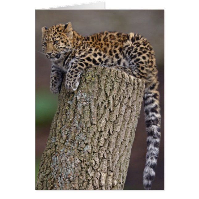 Leoparddäck Kort (Framsidan)