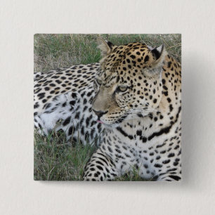 Leopardemblem Knapp