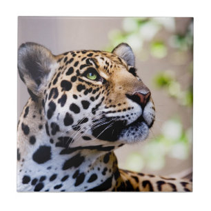 Leoparden fotograferar kakelplatta