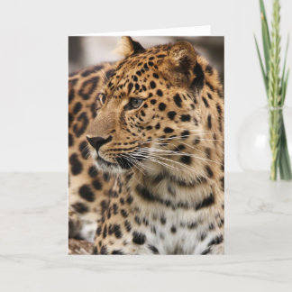 Leoparden Kort