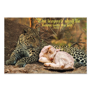 Leoparden ljuger besegrar med unge-Isaiahen 11 Fototryck