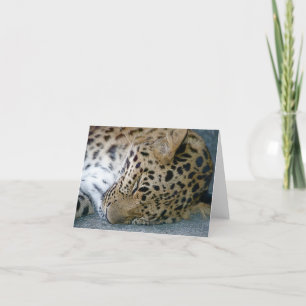 Leoparden noterar kortet kort